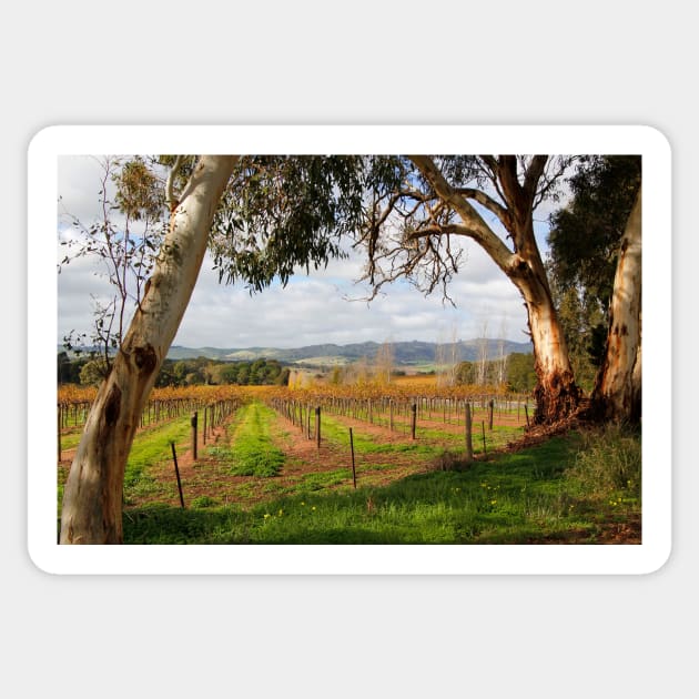 Barossa Autumn Sticker by jwwallace